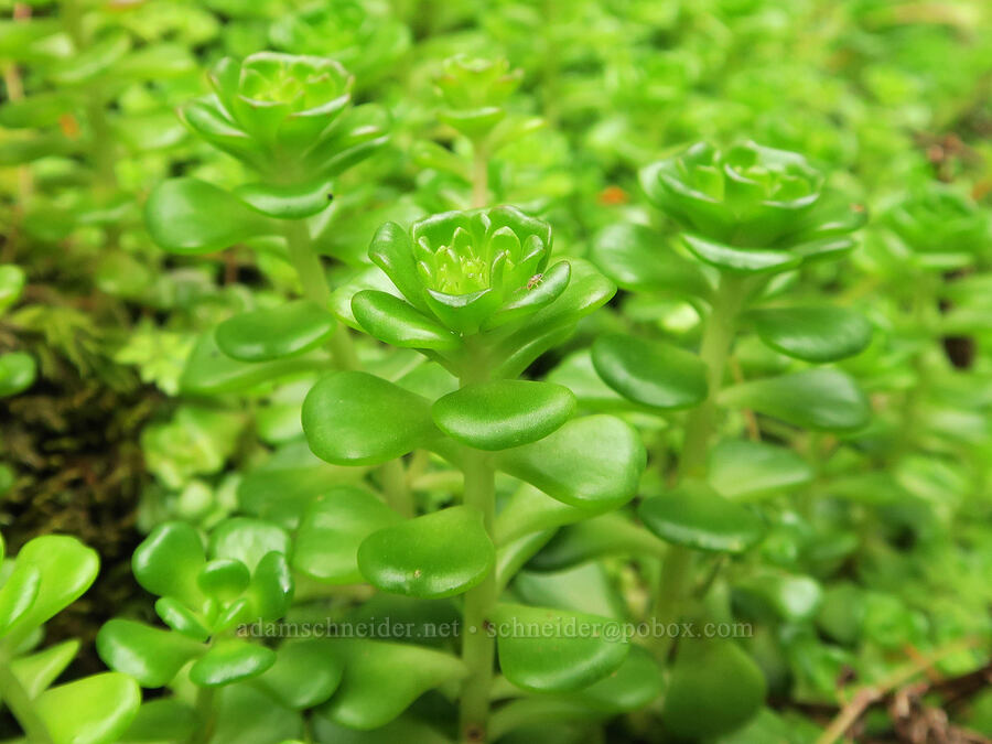 Oregon stonecrop (Sedum oreganum) [Wind Mountain Trail, Skamania County, Washington]