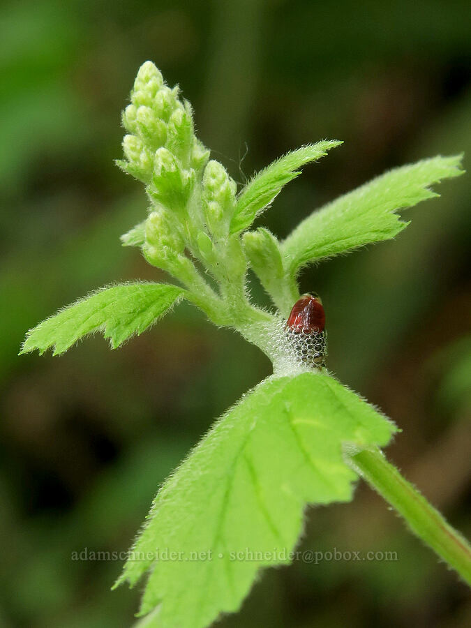 ocean-spray, budding (and a spittlebug) (Holodiscus discolor, Aphrophora sp.) [Wind Mountain Trail, Skamania County, Washington]