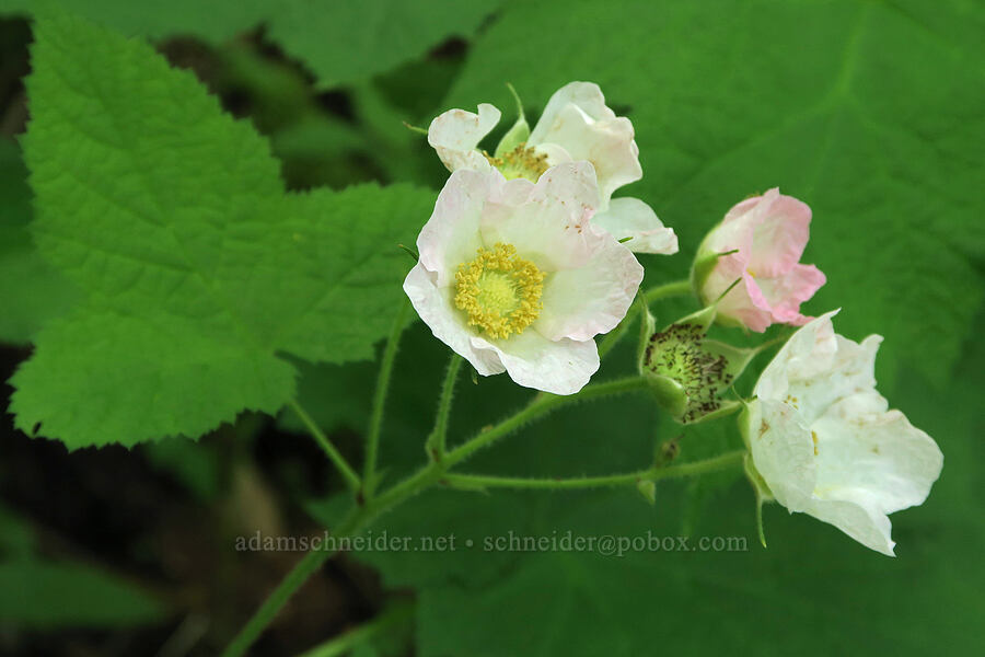 unusually pink thimbleberry flowers (Rubus parviflorus (Rubus nutkanus)) [Wind Mountain Trail, Skamania County, Washington]
