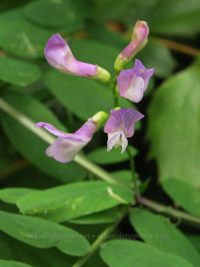American vetch (Vicia americana) [Wind Mountain Trail, Skamania County, Washington]