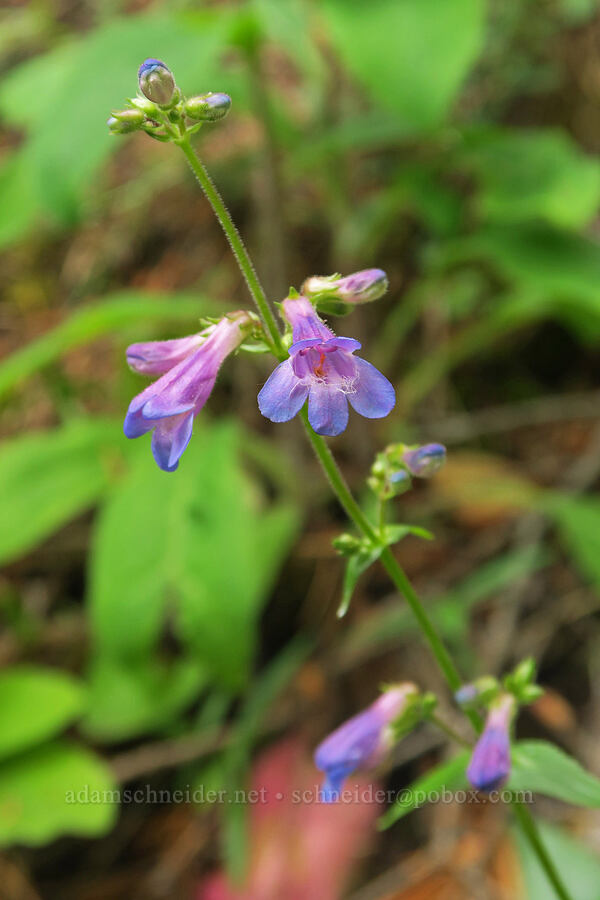 fine-tooth penstemon (Penstemon subserratus) [Wind Mountain Trail, Skamania County, Washington]