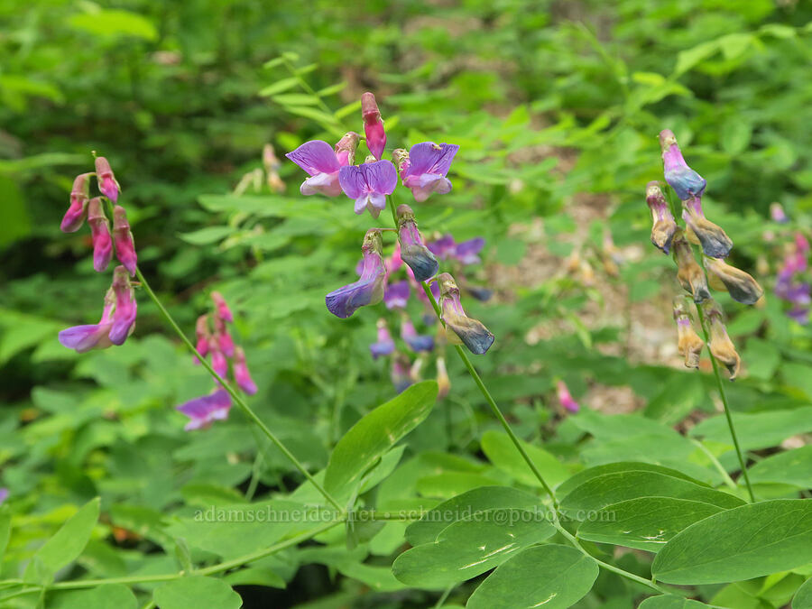 leafy pea-vine (Lathyrus polyphyllus) [Wind Mountain Trail, Skamania County, Washington]