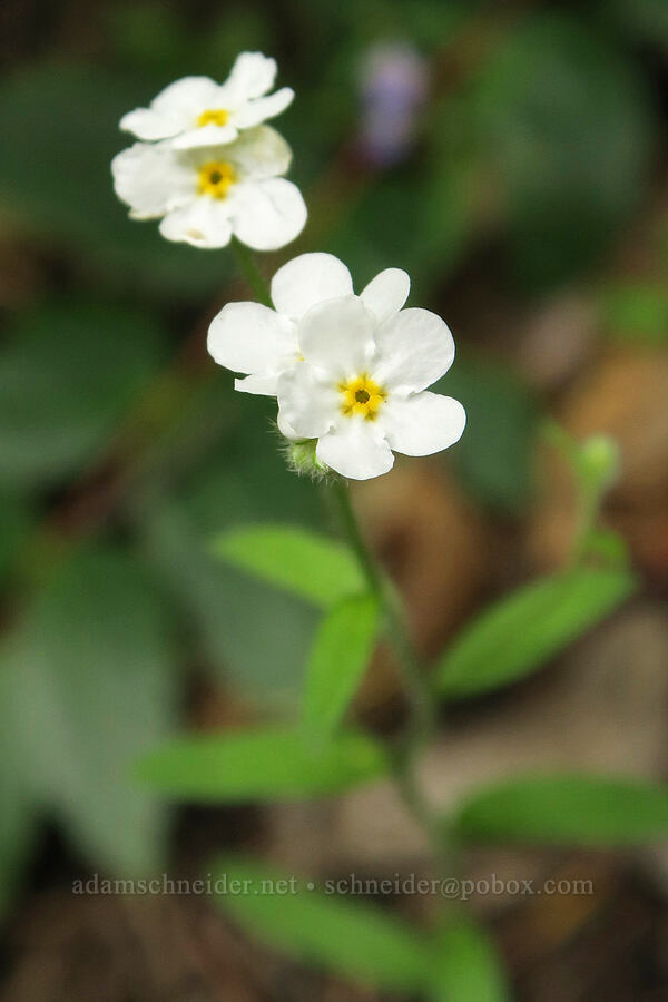 common cryptantha (Cryptantha intermedia) [Wind Mountain Trail, Skamania County, Washington]