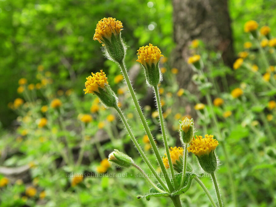rayless arnica (Arnica discoidea) [Wind Mountain Trail, Skamania County, Washington]