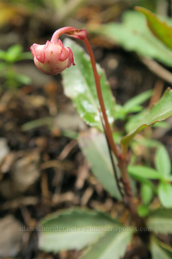 pipsissewa, budding (Chimaphila umbellata) [Wind Mountain Trail, Skamania County, Washington]