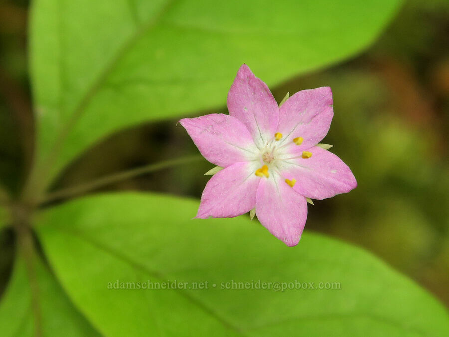 pink starflower (Lysimachia latifolia (Trientalis borealis ssp. latifolia)) [Wind Mountain Trail, Skamania County, Washington]