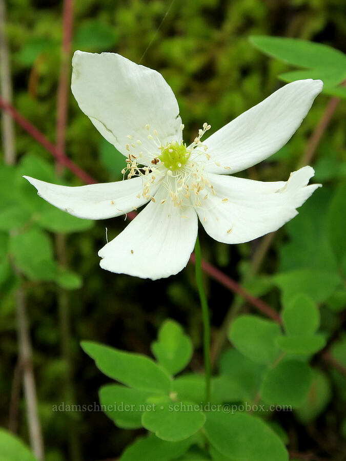 Columbia windflower (Anemone deltoidea (Anemonastrum deltoideum)) [Wind Mountain Trail, Gifford Pinchot National Forest, Skamania County, Washington]