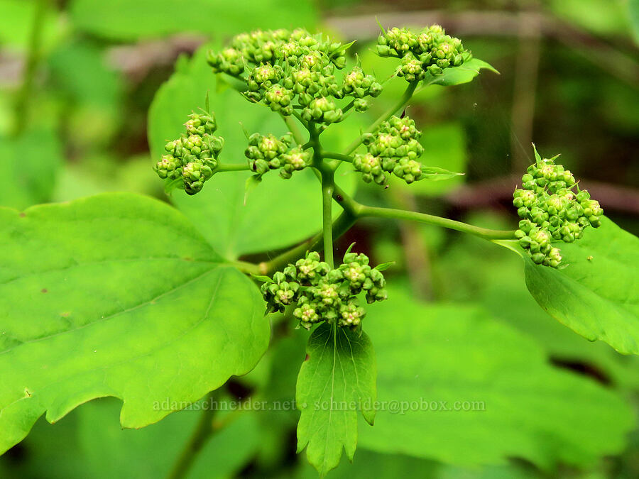 white spirea, budding (Spiraea lucida (Spiraea betulifolia var. lucida)) [Wind Mountain Trail, Gifford Pinchot National Forest, Skamania County, Washington]