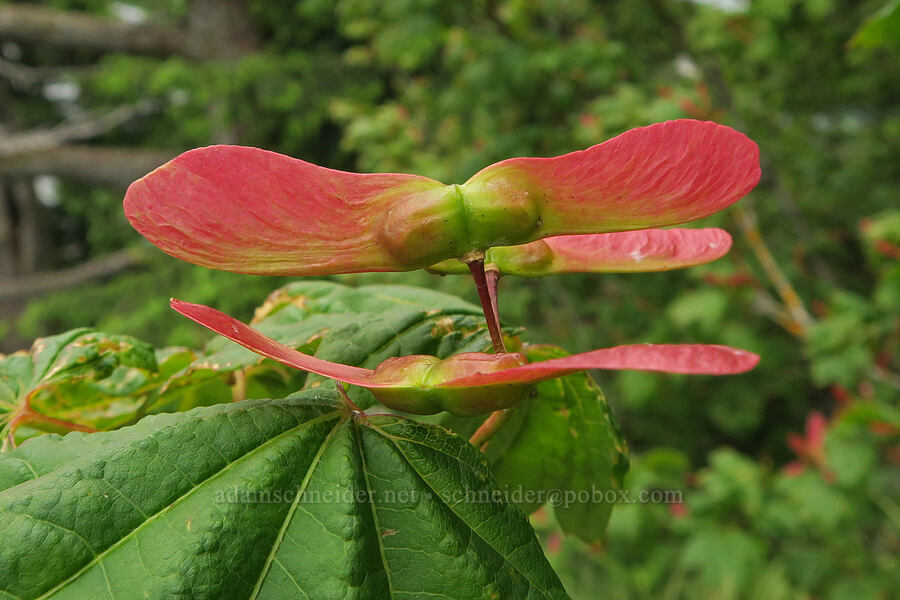 vine maple seeds (Acer circinatum) [Wind Mountain Trail, Gifford Pinchot National Forest, Skamania County, Washington]