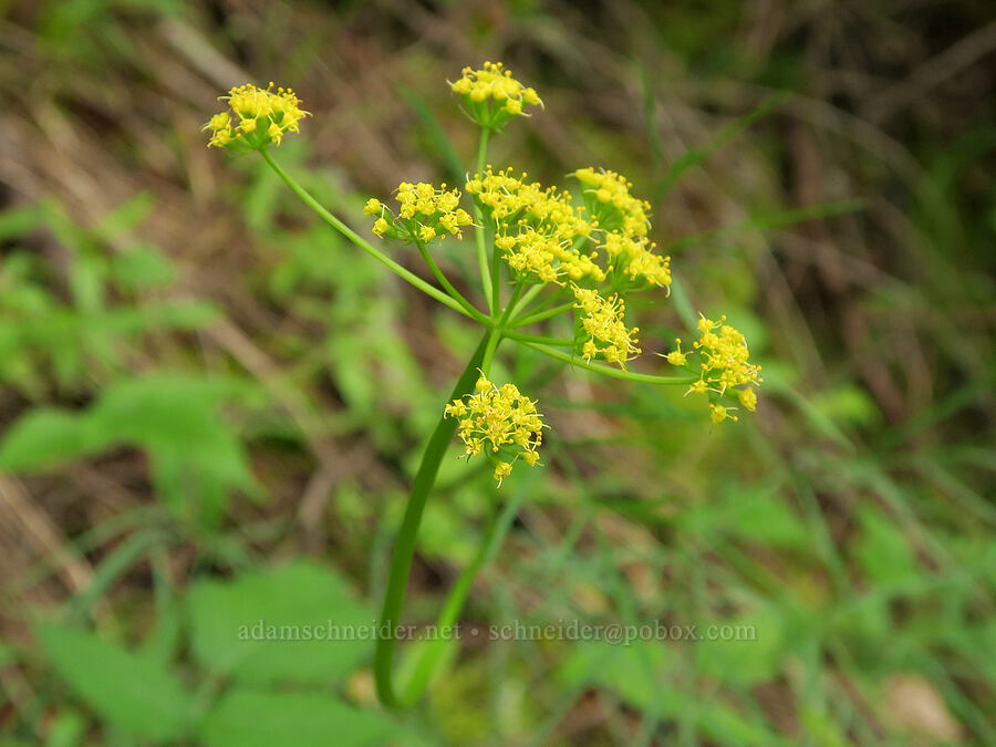nine-leaf desert parsley (Lomatium triternatum) [Wind Mountain Trail, Skamania County, Washington]