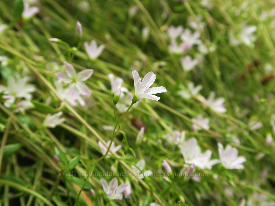 little-leaf montia (Montia parvifolia (Claytonia parvifolia)) [Wind Mountain Trail, Skamania County, Washington]