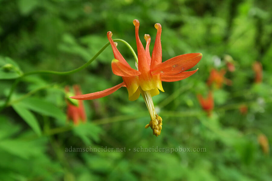 western columbine (Aquilegia formosa) [Wind Mountain Trail, Skamania County, Washington]