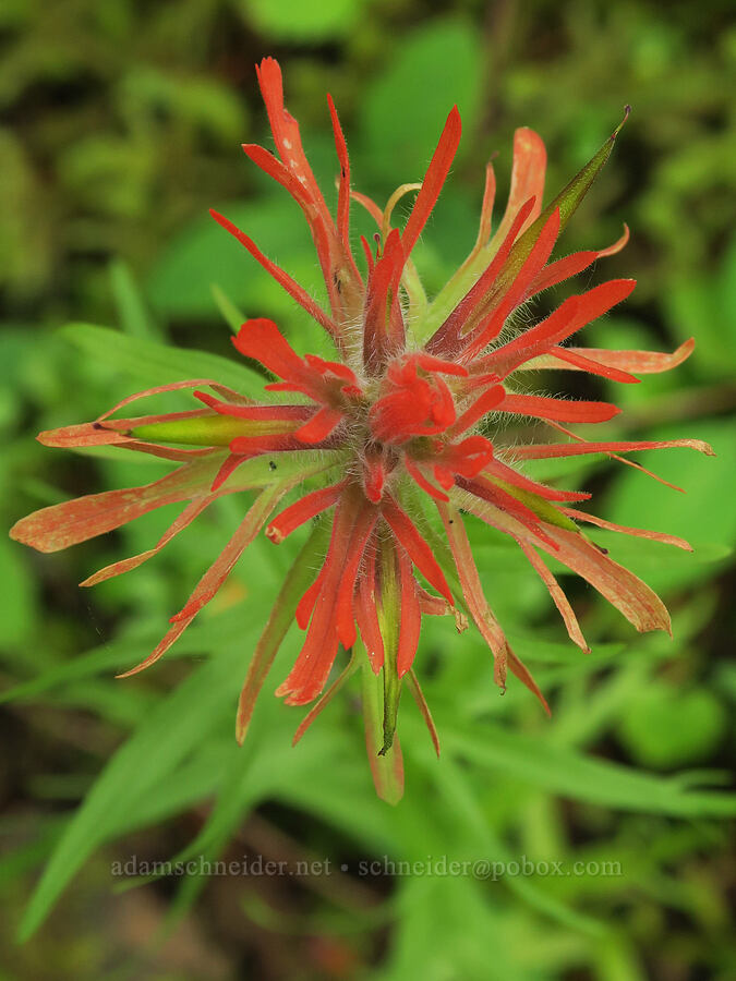 paintbrush (Castilleja sp.) [Wind Mountain Trail, Skamania County, Washington]