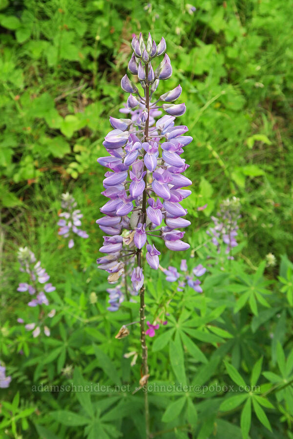 broadleaf lupine (Lupinus latifolius) [Girl Scout Road, Skamania County, Washington]