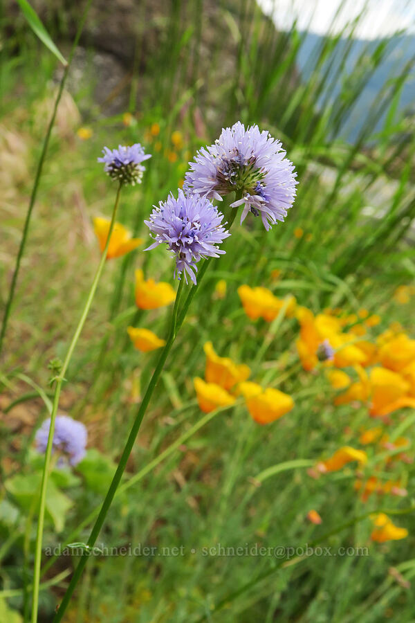 blue-head gilia & California poppies (Gilia capitata, Eschscholzia californica) [Highway 14, Gifford Pinchot National Forest, Skamania County, Washington]
