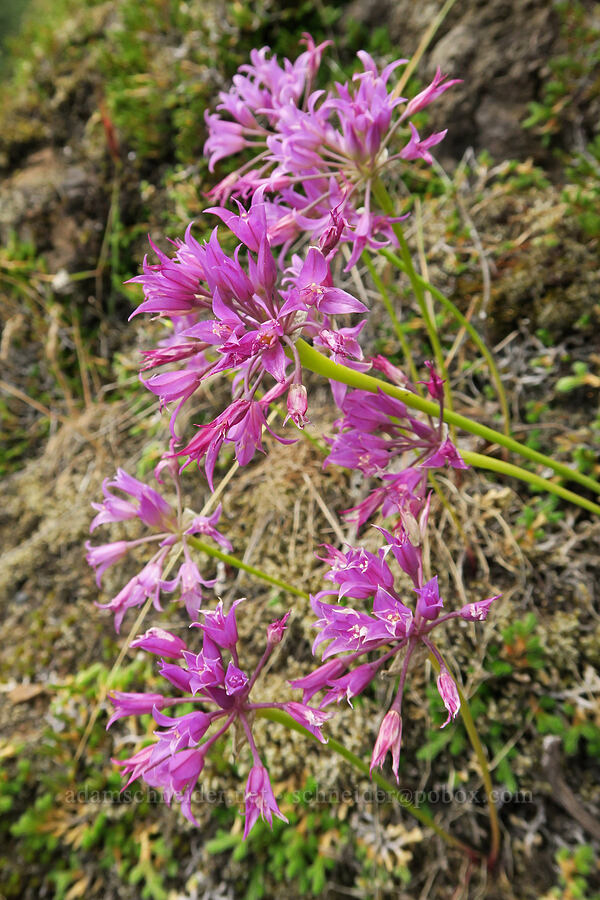 taper-tip onions (Allium acuminatum) [Dog Creek Falls Trailhead, Gifford Pinchot National Forest, Skamania County, Washington]