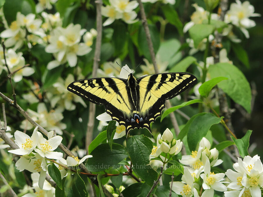 western swallowtail butterfly on mock-orange (Papilio rutulus, Philadelphus lewisii) [Dog Creek Falls Trail, Gifford Pinchot National Forest, Skamania County, Washington]