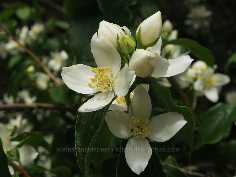mock-orange (Philadelphus lewisii) [Dog Creek Falls Trail, Gifford Pinchot National Forest, Skamania County, Washington]