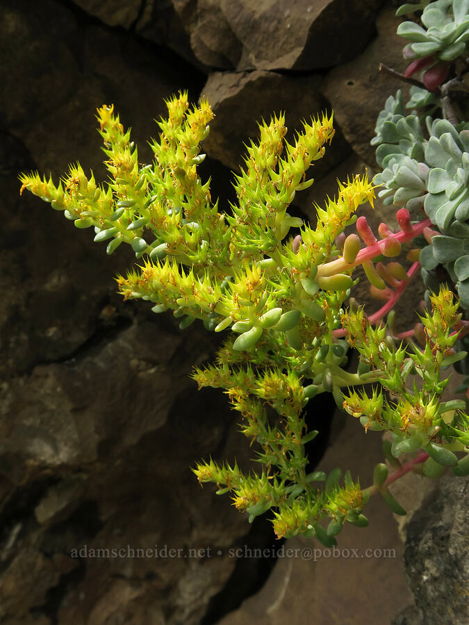 broad-leaf stonecrop, going to seed (Sedum spathulifolium) [Dog Creek Falls, Gifford Pinchot National Forest, Skamania County, Washington]