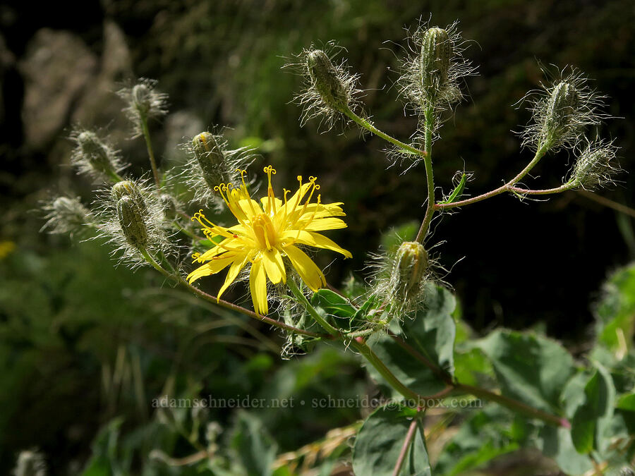 long-bearded hawkweed (Hieracium longiberbe) [Dog Creek Falls, Gifford Pinchot National Forest, Skamania County, Washington]