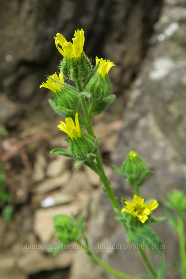 common tarweed (Madia gracilis) [Dog Creek Falls, Gifford Pinchot National Forest, Skamania County, Washington]