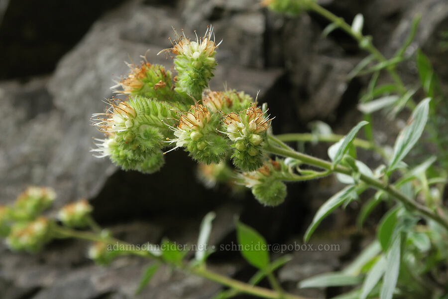 phacelia (Phacelia hastata) [Dog Creek Falls, Gifford Pinchot National Forest, Skamania County, Washington]