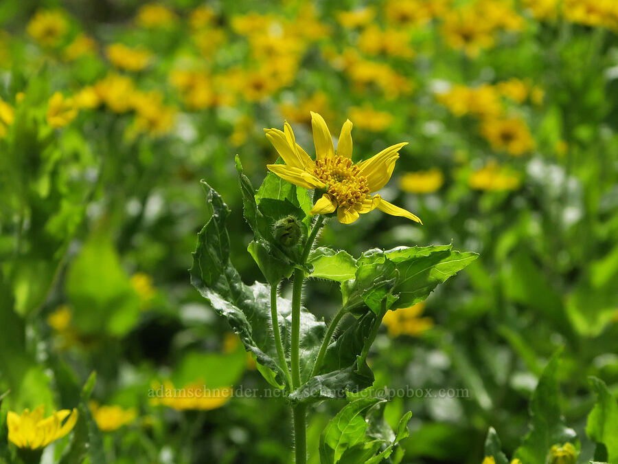 streambank arnica (Arnica lanceolata ssp. prima (Arnica amplexicaulis)) [Dog Creek Falls, Gifford Pinchot National Forest, Skamania County, Washington]