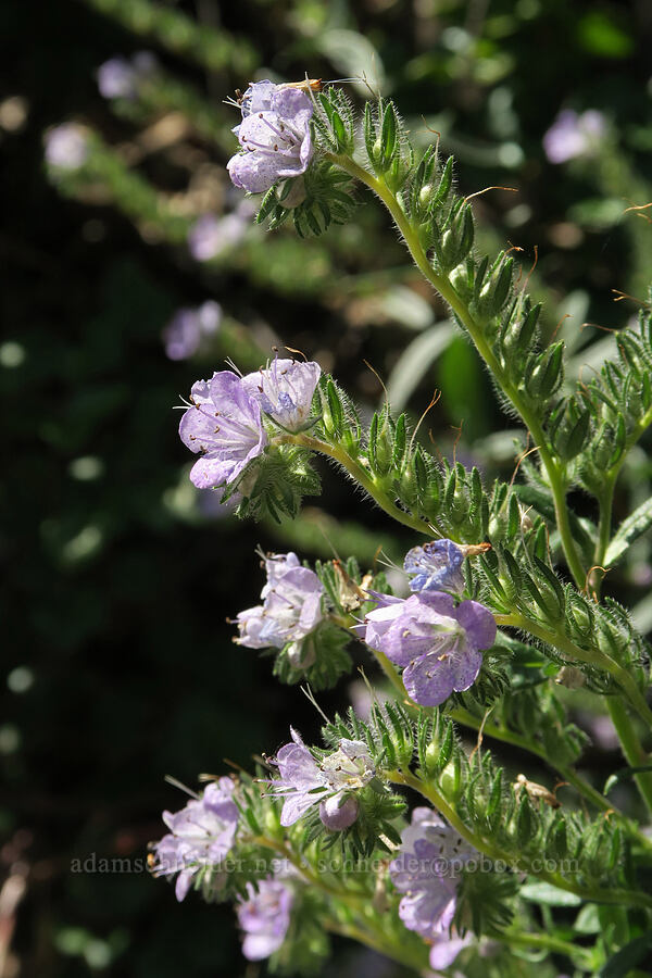 thread-leaf phacelia (Phacelia linearis) [Dog Creek Falls Trailhead, Gifford Pinchot National Forest, Skamania County, Washington]