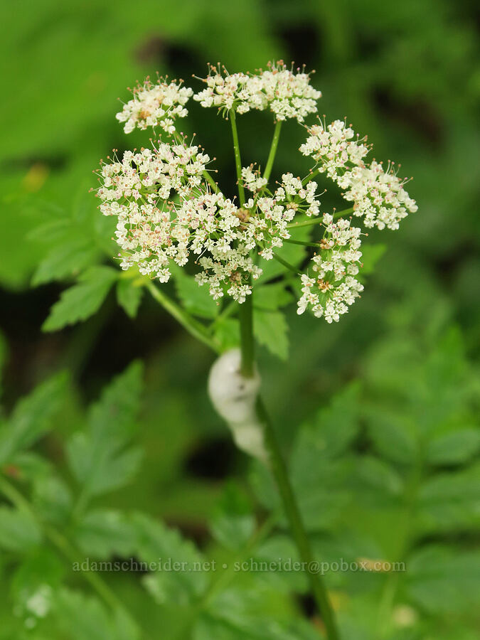 Pacific water-parsley (Oenanthe sarmentosa) [Angora Peak Trailhead, Tillamook County, Oregon]