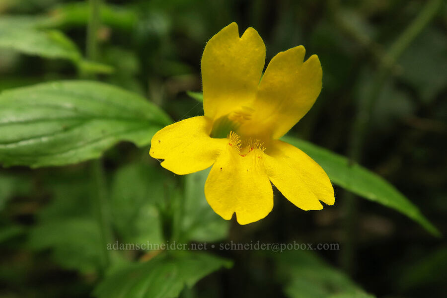toothed monkeyflower (Erythranthe dentata (Mimulus dentatus)) [Angora Peak Trail, Tillamook County, Oregon]