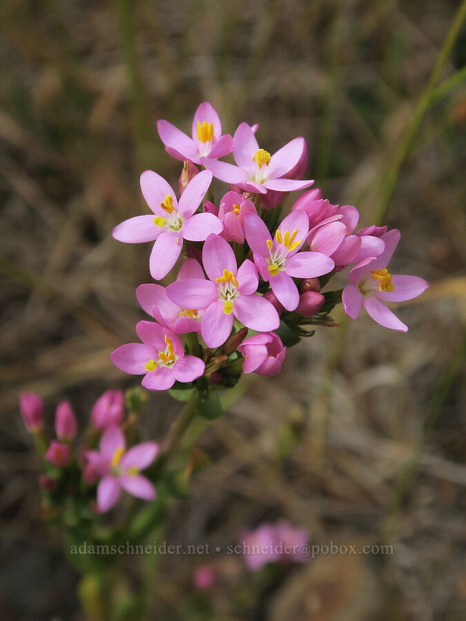 centaury (Centaurium erythraea) [Angora Peak Trail, Tillamook County, Oregon]