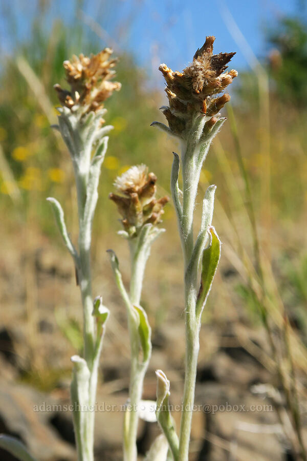 cudweed [Angora Peak Trail, Clatsop County, Oregon]