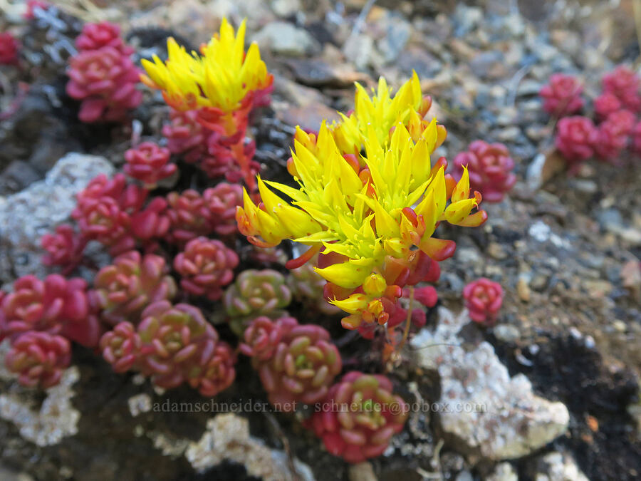 Oregon stonecrop (Sedum oreganum) [Angora Peak Trail, Clatsop County, Oregon]