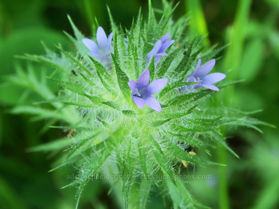 skunkweed (Navarretia squarrosa (Gilia squarrosa)) [Angora Peak Trail, Clatsop County, Oregon]