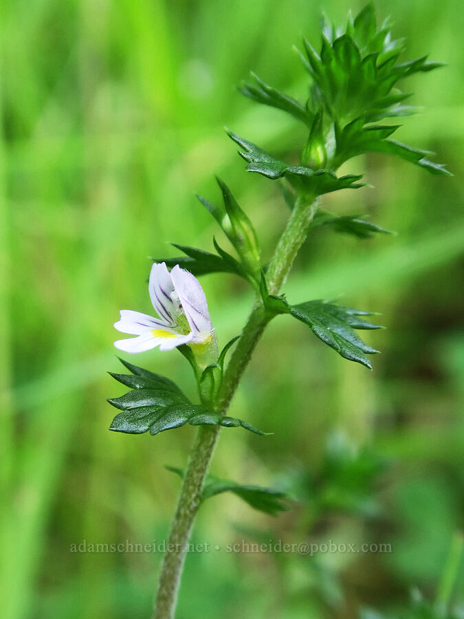 common eyebright (Euphrasia nemorosa) [Angora Peak Trail, Clatsop County, Oregon]