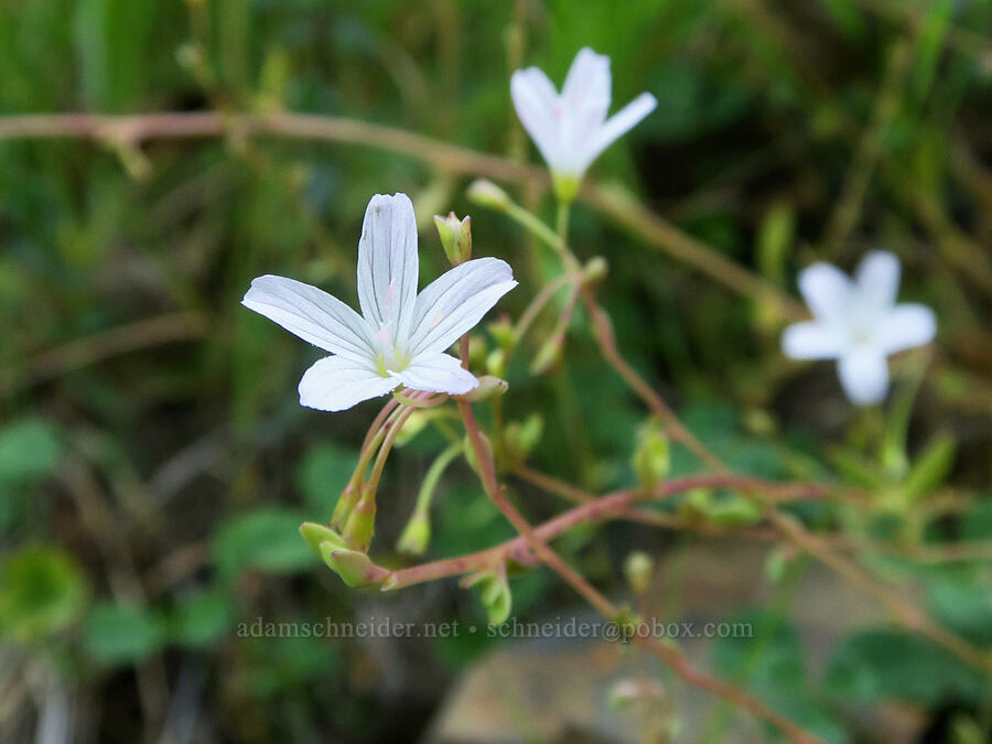 little-leaf montia (Montia parvifolia (Claytonia parvifolia)) [Angora Peak Trail, Clatsop County, Oregon]