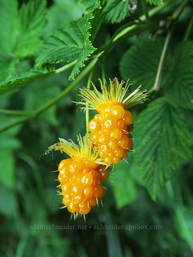 salmonberries (Rubus spectabilis) [Angora Peak Trail, Clatsop County, Oregon]