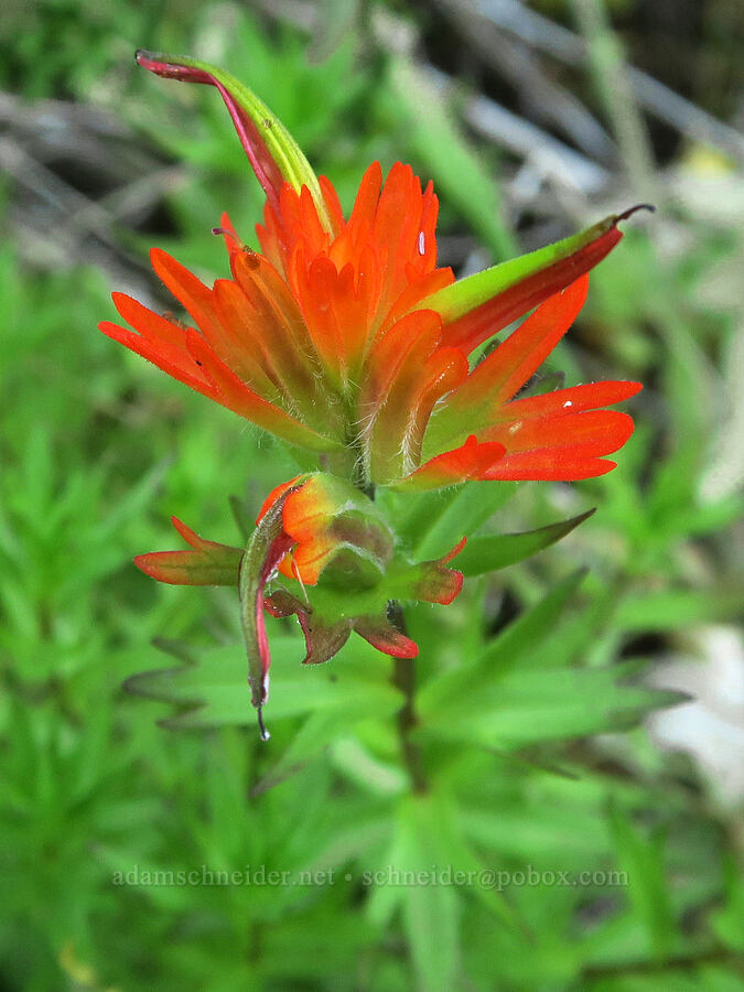 Chambers' paintbrush (Castilleja chambersii) [Angora Peak Trail, Clatsop County, Oregon]