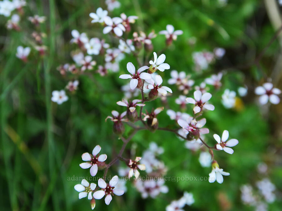coastal boykinia (Boykinia occidentalis) [Angora Peak Trail, Clatsop County, Oregon]