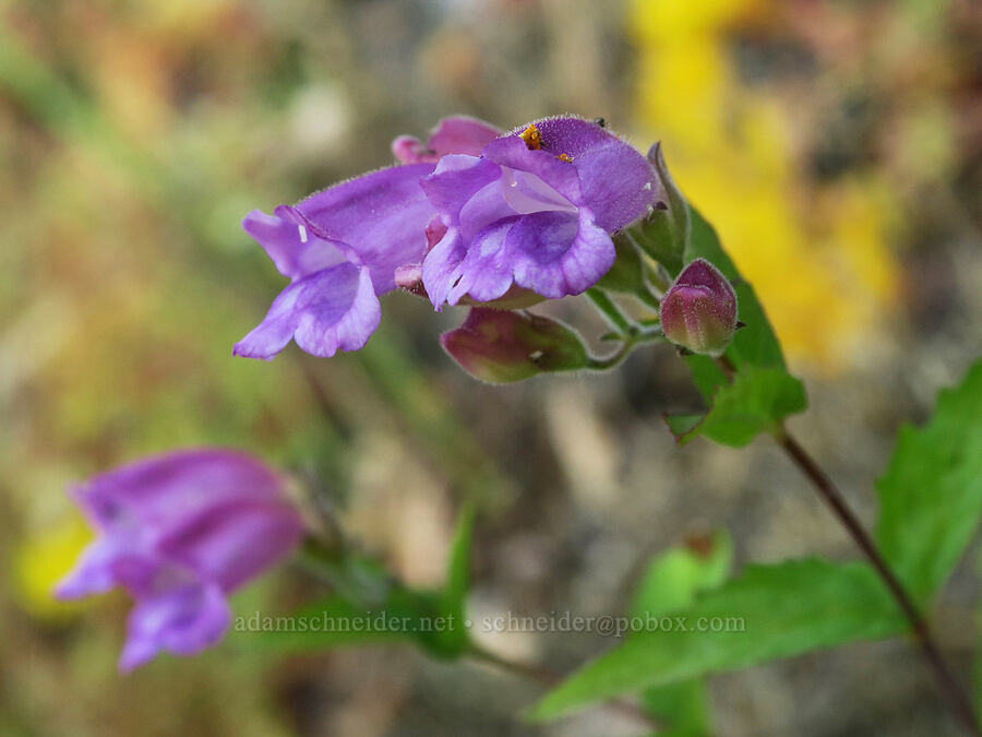 woodland beardtongue (turtle-head) (Nothochelone nemorosa) [Angora Peak Trail, Clatsop County, Oregon]