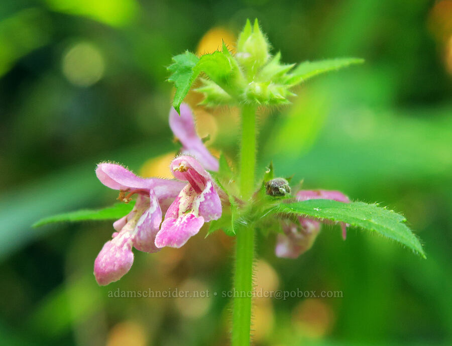 Mexican hedge-nettle (Stachys mexicana) [Angora Peak Trail, Clatsop County, Oregon]