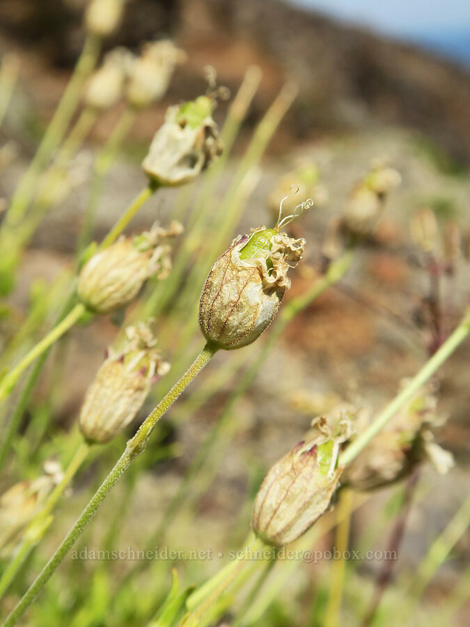 Douglas' catchfly, going to seed (Silene douglasii) [Angora Peak, Clatsop County, Oregon]