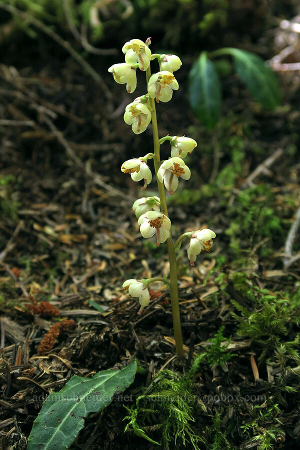 white-vein pyrola (Pyrola picta) [Angora Peak, Clatsop County, Oregon]