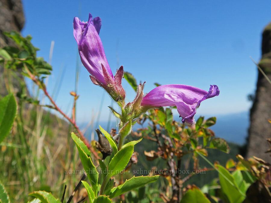Cardwell's penstemon (Penstemon cardwellii) [Angora Peak, Clatsop County, Oregon]