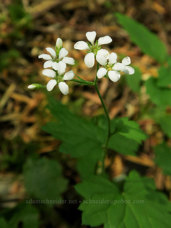 coastal boykinia (Boykinia occidentalis) [Angora Peak, Clatsop County, Oregon]