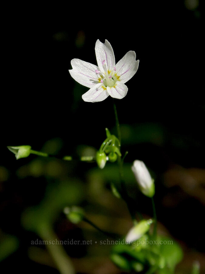 candyflower (Claytonia sibirica (Montia sibirica)) [Angora Peak, Clatsop County, Oregon]