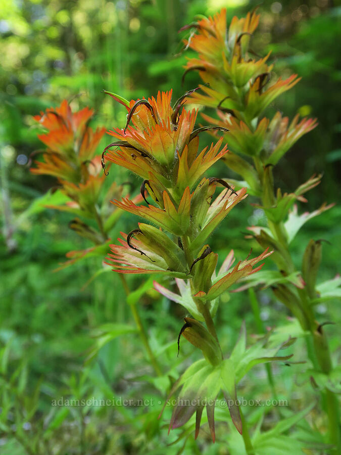 Chambers' paintbrush, fading (Castilleja chambersii) [Angora Peak Trail, Clatsop County, Oregon]