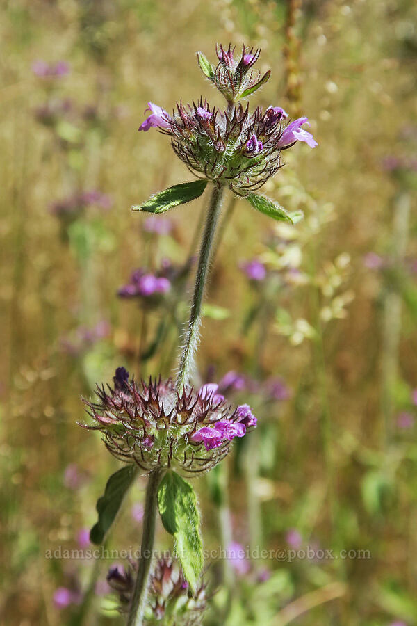 wild basil (Clinopodium vulgare (Satureja vulgaris)) [Angora Peak Trail, Clatsop County, Oregon]