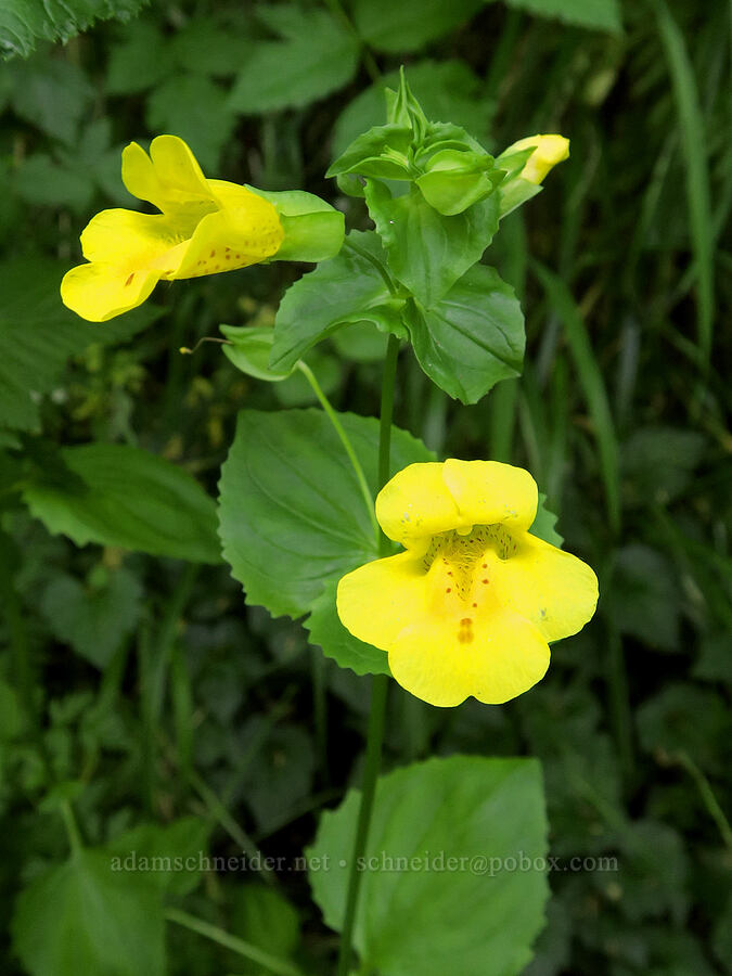 sharp-leaved monkeyflower (Erythranthe decora (Mimulus guttatus var. decorus)) [Angora Peak Trail, Clatsop County, Oregon]