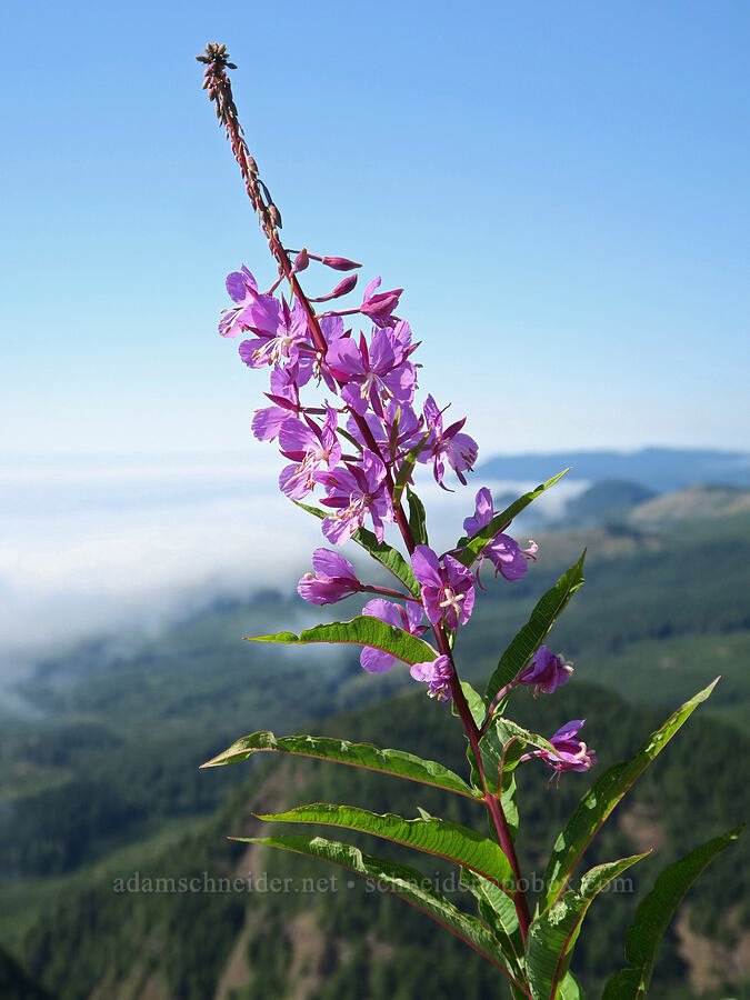 fireweed (Chamerion angustifolium (Epilobium angustifolium)) [Angora Peak Trail, Clatsop County, Oregon]